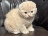 Scottish Fold Golden