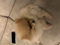 Pomeranian oğlumuz yeni eş adaylarını aramaktadır