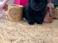 Minyatür Morkie Yavrular