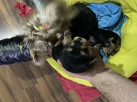 Saf Kan Yorkshire Terrier