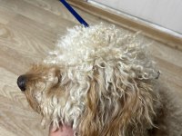 OYUNCU İLGİ BAĞIMLISI POODLE