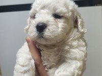 0 Numara Maltese Terrier Bebekler