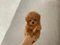 Show kalite teacup dişi maltipoo yavrularımız