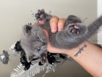 Orijinal Irk Scottish Fold