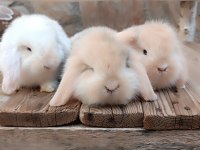 Lop tavşanı