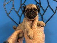 ORİJİNAL PUG MOPS BEBEKLER