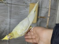 Sağlıklı pırıl pırıl kendi üretimim yavrular