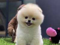 Pomeranian Boo Yavrusu