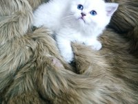 Anne baba şecereli harika bir yavru british shorthair