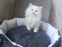 British longhair beyaz ve blue point yavrularımız