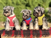 FCI secereli Miniatute Schnauzer yavruları