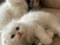 Ultra kalite orijinal scottish fold bebeklerimiz