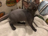 0 tüy colorful sphynx bebekler