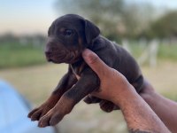 ERKEK KIZIL DOBERMAN YAVRULAR