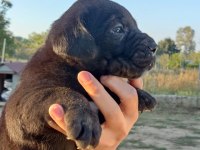Dünya şampiyonu kan hattı cane corso