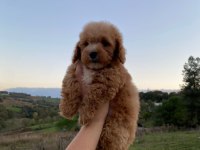 3,5 Aylık MALTİPOO