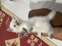 British yavru kedi