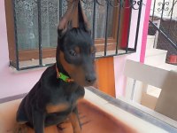 KİNG DOBERMAN YAVRULAR
