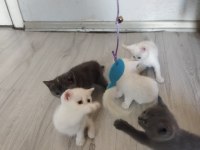 BAKMADAN GEÇMEYİN HER RENK KEDİMİZ MEVCUT