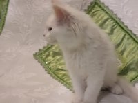 MAİNE COON YAVRU KEDİLERİMİZ