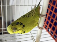 Jumbo dişi muhabbet kuşu