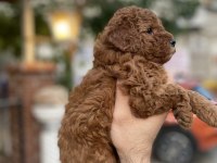 TOY POODLE RED BROWN YAVRUMUZ UYGUN SAHİPLENDİRİLECEKTİR