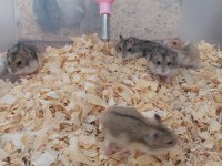 FIRINDAN TAZE ÇIKAN GONZALES HAMSTER YAVRULARI