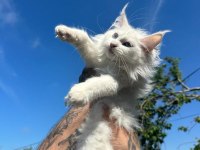 Safkan mavi gözlü maine coon xxl şecereli