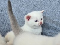 British shorthair red point