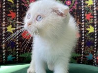 Bembeyaz Kırık Kulak Scottish Fold Yavru