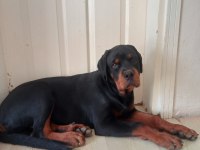 A Şecere Türkiye Grand Şampiyonu Rottweiler