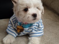 Oyuncu Ve Sevimli 2,5 Aylık Maltese Terrier Yavrumuz