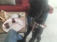 Zeytin kızımıza çifleştirmek üzere eş arıyoruz maltese