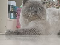 Erkek Çiftleşme deneyimli BluePoint