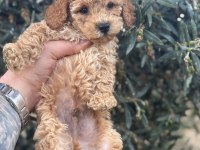 BEBEK YÜZ POODLE YAVRULARIMIZ HAZIR