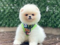 A Kalite Pomeranian Boo