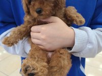 TOY POODLE YAVRULARI