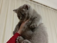 3 aylık kedimiz sahiplendiriyoruz