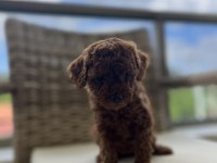 TOY POODLE KORE