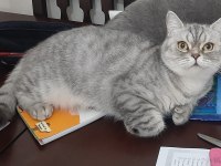 Sevimli British Shorthair Maya