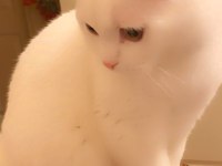 Kedi prens bal scottish fold