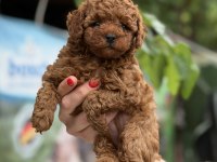 MİCRO TEACUP KORE RED POODLE