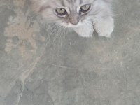 Kedi 2 aylık british shorthair mama yiyor