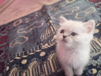 British Silver Shorthair Dişi