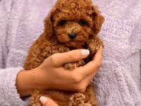 Poodle yavrular