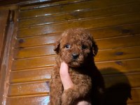 Redbrown Toypoodle 