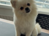 Pomeranian boo köpeği