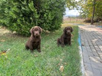 Safkan Irk Garantili Labrador Retriever Yavruları