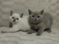 Erkek ve Dişi Safkan British Shorthair Bebekler