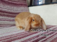 Cüce lop/miniatur lop Cüce tavşan çiftliği Alanya